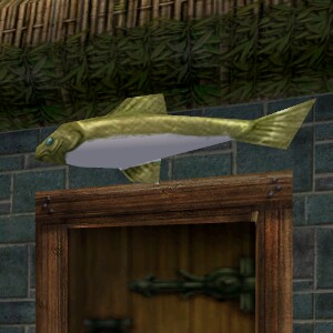 File:Large Yellow Fish Live.jpg