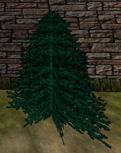 File:Small Pine Tree Live.jpg