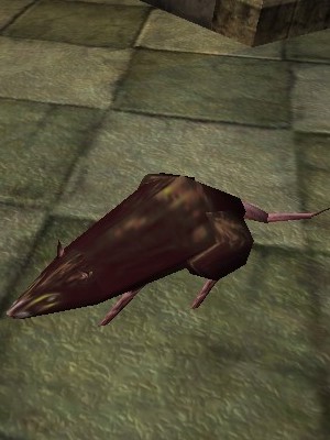 File:Brown Rat Live.jpg