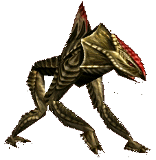 File:Gfx reedshark.gif
