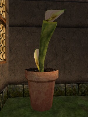 File:Fertilized Pitcher Plant Live.jpg