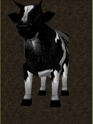 File:Mini Cow Live.jpg