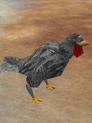 File:Chicken Live.jpg