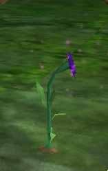 File:Blossoming Nightbloom Live.jpg