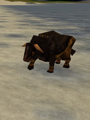 File:Auroch Yearling Live.jpg