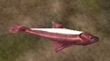 File:Red Fish Live.jpg