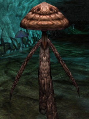 File:Black Morel Thrungus Live.jpg