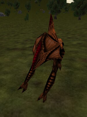 File:Adult Reedshark Live.jpg