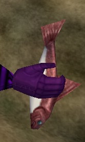 File:Red Minnow Live.jpg
