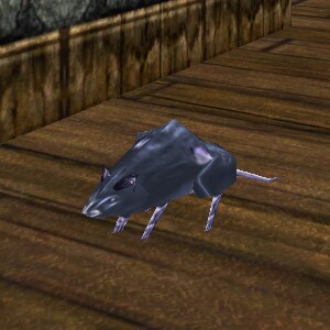 File:Scavenging Rat Live.jpg