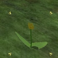 File:Yellow Tulip Live.jpg