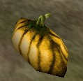 File:Golden Pumpkin Live.jpg