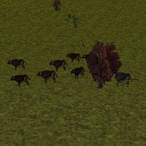 File:11.5N, 37.9E - Auroch Herd Live.jpg