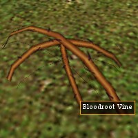 File:Bloodroot Vine Live.jpg