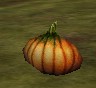 File:Pumpkin Live.jpg