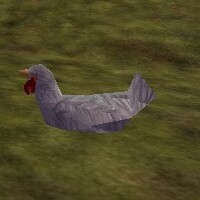 File:Whole Chicken Live.jpg