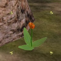 File:Orange Tulip Live.jpg