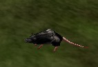 File:Licorice Rat Live.jpg