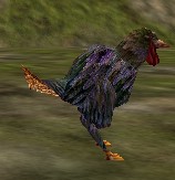 File:ChickenQM Live.jpg