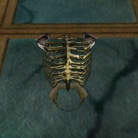 File:Skeletal Torso Live.jpg
