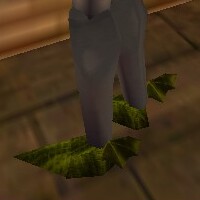File:Ruddy Winged Boots Berimphur Live.jpg