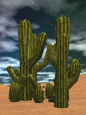 File:21.6S, 9.7E - Cactus Stand Live.jpg