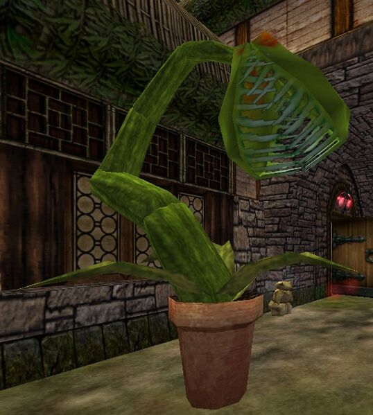 File:Fertilized Fly Trap Live.jpg